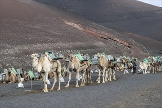 Dromedaries (Camelus dromedarius), Lanzarote, Canary Islands, Spain, Europe