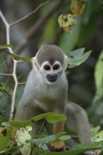 Golden-backed squirrel monkey, Saimiri ustus, Amazon basin, Brazil, South America