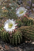 Trichocereus hybrid Fat Bertha, flowering, flower, Sonora Desert, Arizona, North America, USA,