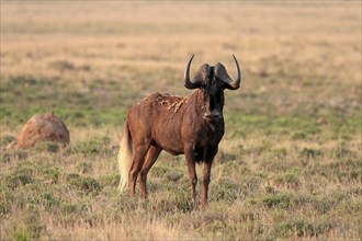 White-tailed wildebeest (Connochaetes gnou), adult, alert, Mountain Zebra National Park, Eastern