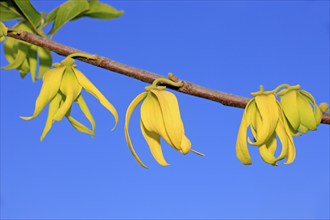 Ylang-ylang (Cananga Odorata), flower, blooming, Nosy Be, Madagascar, Africa