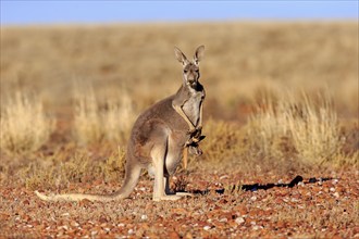 Red kangaroo (Macropus rufus), female with young in pouch, alert, Sturt National Park, New South