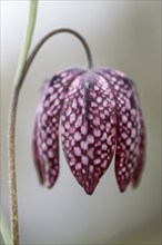 Snake's head fritillary (Fritillaria meleagris), Emsland, Lower Saxony, Germany, Europe