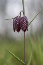 Snake's head fritillary (Fritillaria meleagris), Emsland, Lower Saxony, Germany, Europe