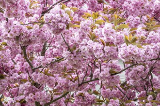 Japanese flowering cherry (Prunus serrulata Kanzan), Emsland, Lower Saxony, Germany, Europe