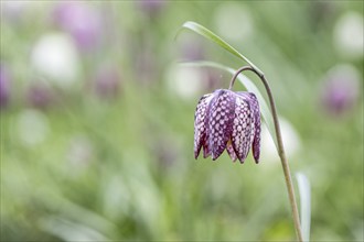 Snake's head fritillary (Fritillaria meleagris), Emsland, Lower Saxony, Germany, Europe