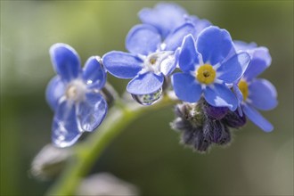 Wood forget-me-not (Myosotis sylvestris), Emsland, Lower Saxony, Germany, Europe