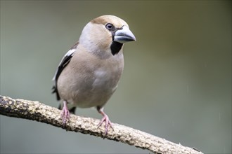 Hawfinch (Coccothraustes coccothraustes), Emsland, Lower Saxony, Germany, Europe