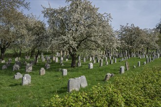 Flowering cherry trees (Prunus avium) in the Jewish cemetery, laid out in 1734, last burial in