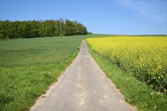 A country lane leads between green and yellow meadows, surrounded by trees and a clear blue sky,