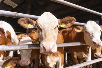 Several cows standing in a barn behind a fence, Haselstaller Hof, Gechingen, Black Forest, Germany,