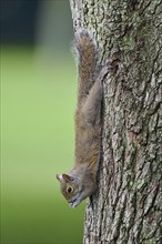 American grey squirrel (Sciurus carolinensis), climbing headfirst down a tree trunk, Pembroke