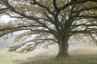 English oak (Quercus robur) in fog, Emsland, Lower Saxony, Germany, Europe