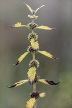 Wolfsbane (Lycopus europaea), Emsland, Lower Saxony, Germany, Europe