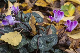 Cyclamen (Cyclamen neopolitanum) in fallen leaves, Emsland, Lower Saxony, Germany, Europe