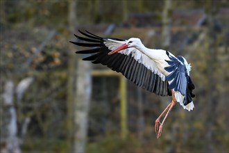 A stork (Ciconia) landing in an autumnal forest with its wings spread out, Löchgau, Baden