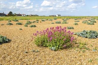 Valerian flowering, Valeriana officinalis, growing vegetated shingle beach, Shingle Street,