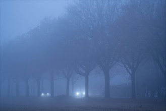 Country road B 57 near Erkelenz, autumn, fog, rainy weather, tree-lined avenue, wet road, North