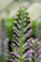 Sea dock (Acanthus mollis), North Rhine-Westphalia, Germany, Europe