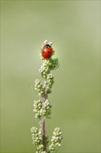 Ladybird (Coccinellidae), summer, Germany, Europe