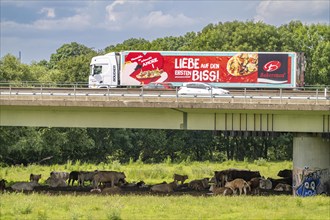 Lorry on the A40 motorway, bridge over the Ruhr and Styrumer Ruhrauen, herd of cattle, dairy cows