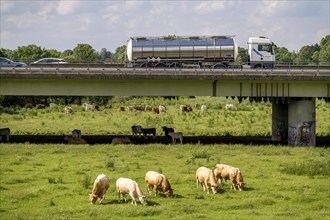 Lorry on the A40 motorway, bridge over the Ruhr and Styrumer Ruhrauen, herd of cattle, dairy cows