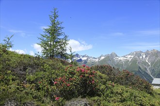 Rusty-leaved alpenrose