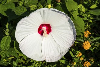 Hibiscus moscheutos, hibiscus, flower, flora, botany, plant