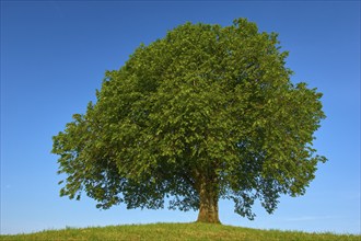 A single large lime tree (Tilia), standing on a hill with a meadow, under a clear blue sky, summer,