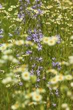 Matricaria chamomilla (Chamomilla) and bellflower (Campanula) in the meadow in summer, Spessart,