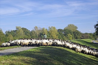 Large flock of sheep with shepherds on a dyke path under blue sky and trees, Penkefitz, Elbe,