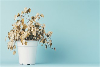 Neglected withered house plant with hanging dry leaves in white flower pot on blue background.