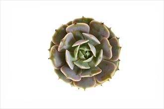 Top view of Echeveria Pollux succulent plant on white background. Generative Ai