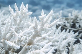 White bleached coral reef caused by change in ocean temperature. KI generiert, generiert, AI