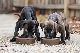 Two cute Great Dane pups eating in a bowl, AI generated