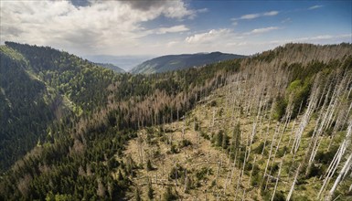 Forest, forest dieback, dead spruce trees due to drought and bark beetle, aerial photograph, AI