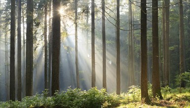 Landscape, forest, spruce forest, high trunks, fog, sunbeams, AI generated, AI generated