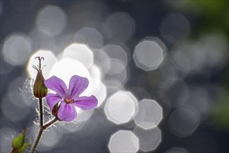 Herb robert (Geranium robertianum) Flower against the light