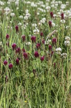 Incarnate clover (Trifolium incarnatum) and white clover (Trifolium repens), Emsland, Lower Saxony,