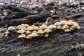 Sulphur tuft (Hypholoma fasciculare), Emsland, Lower Saxony, Germany, Europe