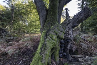 Old copper beech (Fagus sylvatica) and bracken fern (Pteridium aquilinum), Emsland, Lower Saxony,