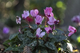 Cyclamen hederifolium or Neapolitan cyclamen (Cyclamen hederifolium), Emsland, Lower Saxony,