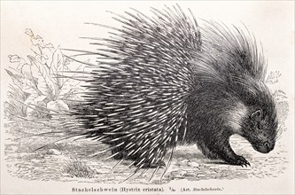 Crested porcupine (Hystrix cristata) with outstretched quills in nature, historical illustration in