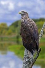 White-tailed eagle, Eurasian sea eagle, erne (Haliaeetus albicilla) adult perched in tree along