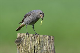 Black redstart (Phoenicurus ochruros gibraltariensis) female, first calendar year male perched on