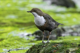 White-throated dipper, Central European dipper (Cinclus cinclus aquaticus) on rock in stream, river