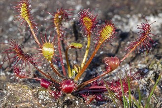 Oblong-leaved sundew, spoonleaf sundew, spatulate leaved sundew (Drosera intermedia), insectivorous