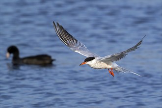 Common tern (Sterna hirundo) adult in breeding plumage flying over coot swimming in pond in summer