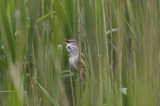 Great reed warbler (Acrocephalus arundinaceus) male singing from reed stem in reedbed in spring