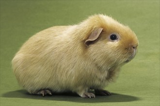 Cute golden cavy, guinea pig (Cavia porcellus) portrait